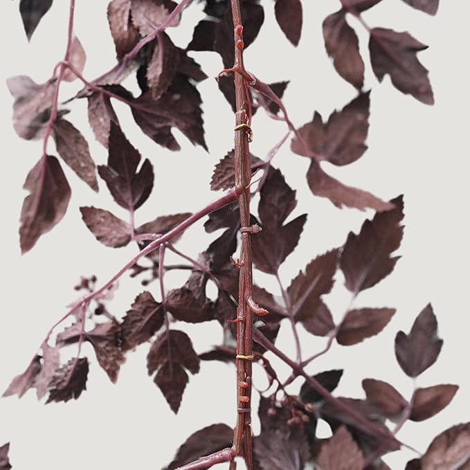 Afloral Plum Cimicifuga Seeded Garland - 6'