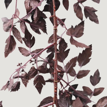 Afloral Plum Cimicifuga Seeded Garland - 6'